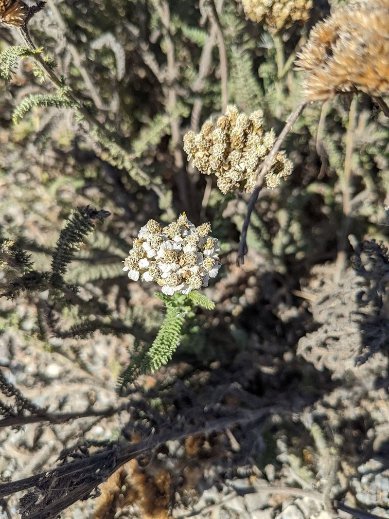 Common Yarrow