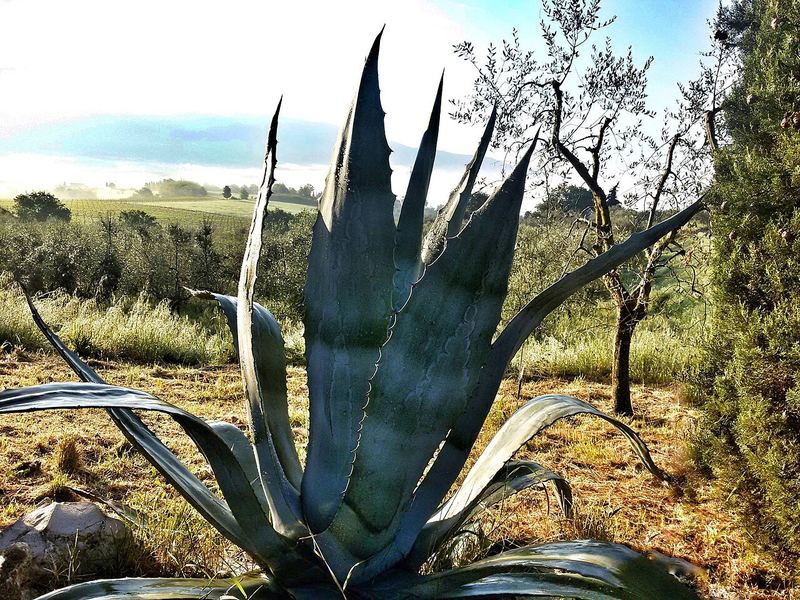 Century Plant