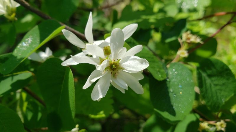 Saskatoon Serviceberry