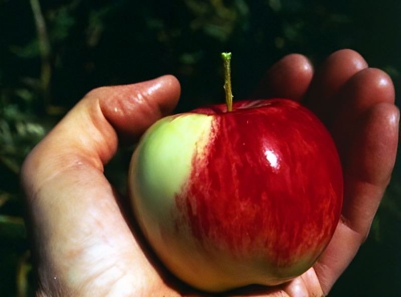 Apple