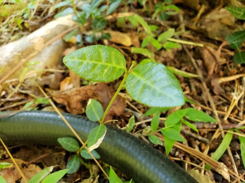 Asiatic Jasmine