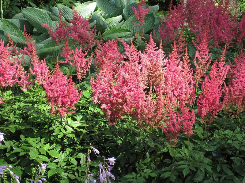 Astilbe