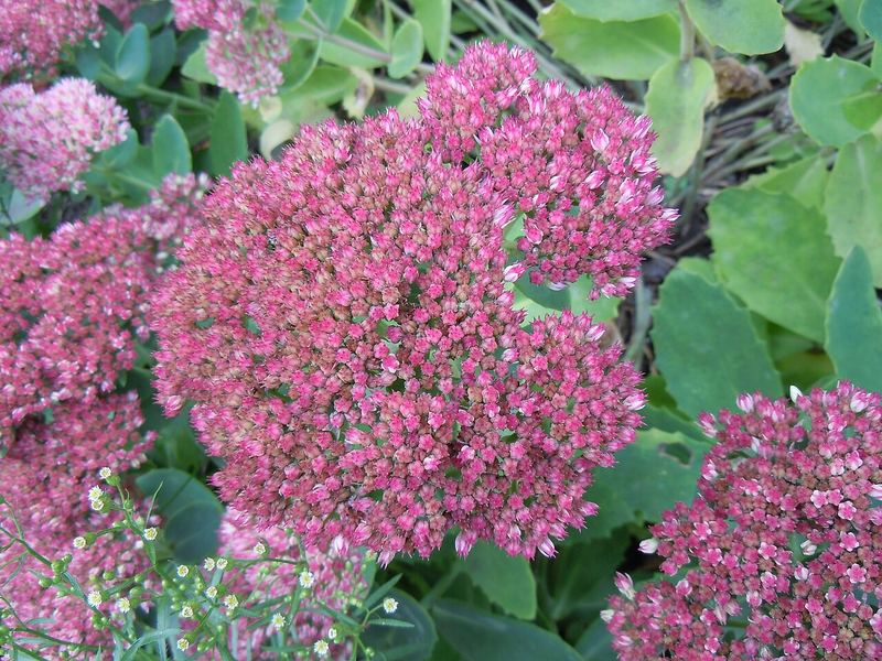 Autumn Joy Stonecrop