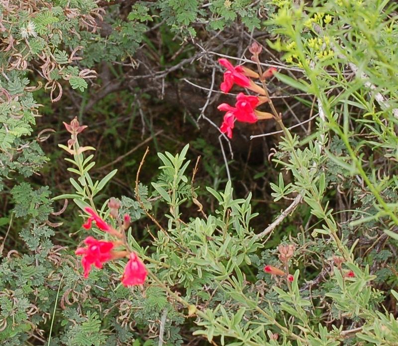 Autumn Sage