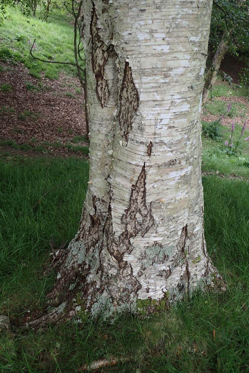 Paper Birch