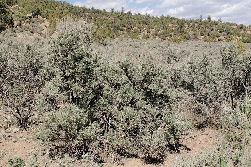 Big Sagebrush
