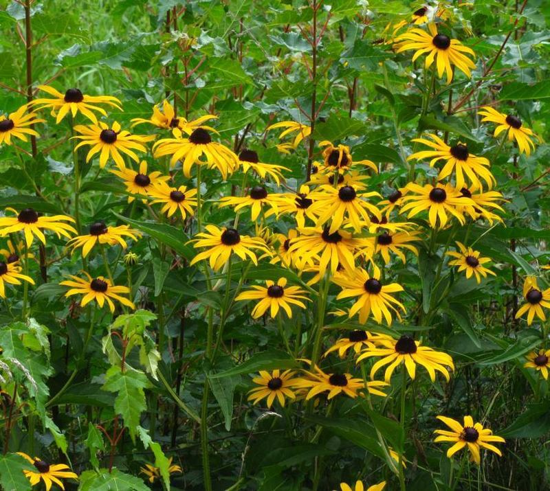 Black-Eyed Susan