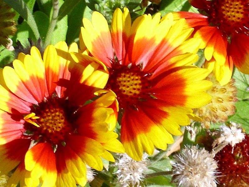 Blanket Flower