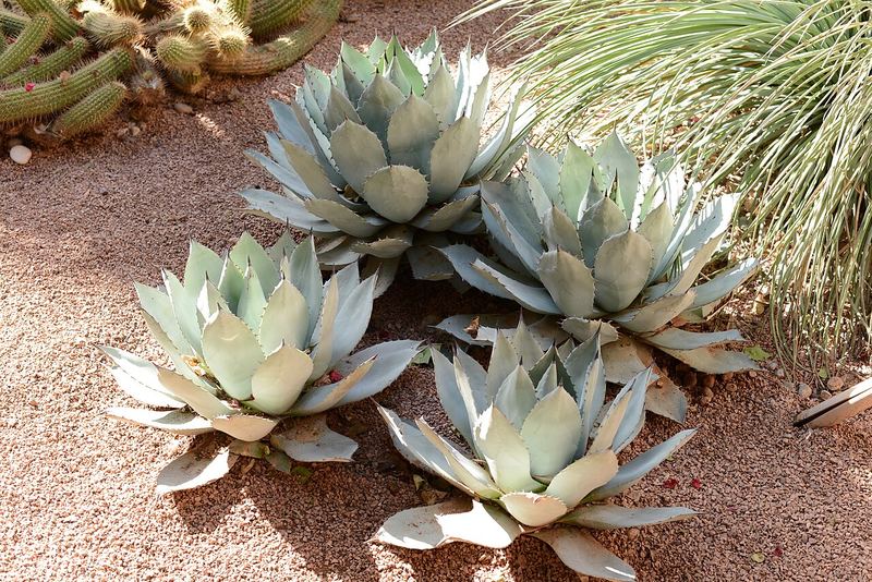 Parry's Agave