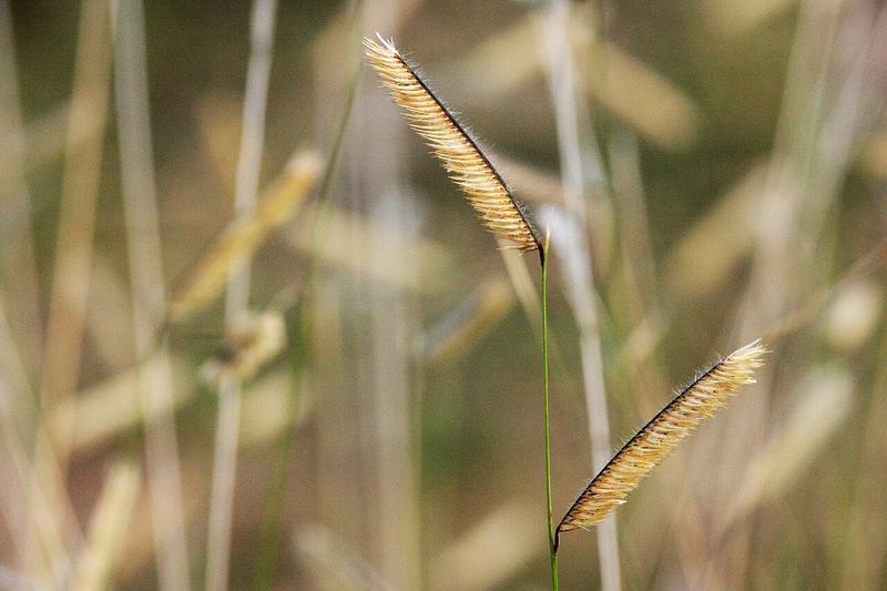 Blue Grama Grass