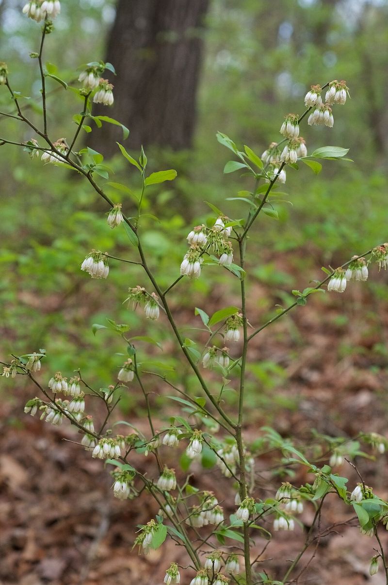 Rabbiteye Blueberry