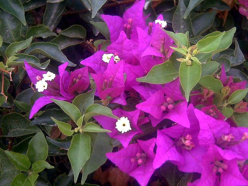 Bougainvillea