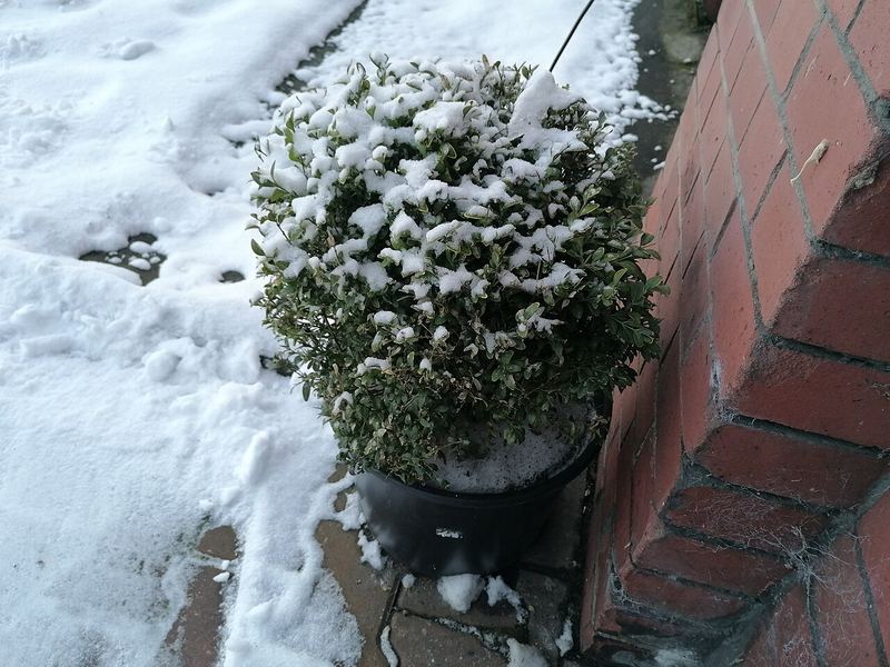 American Boxwood
