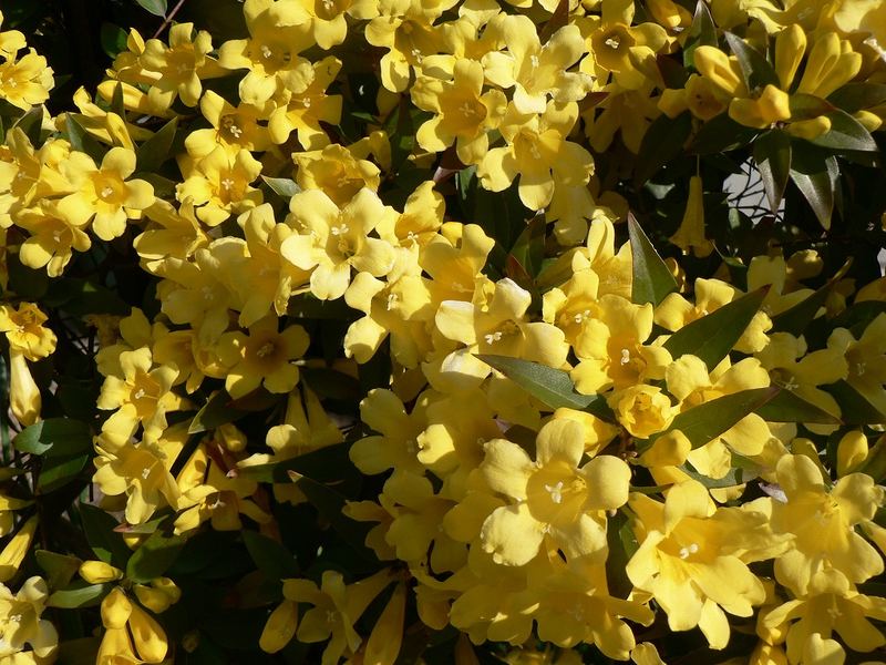 Carolina Jessamine