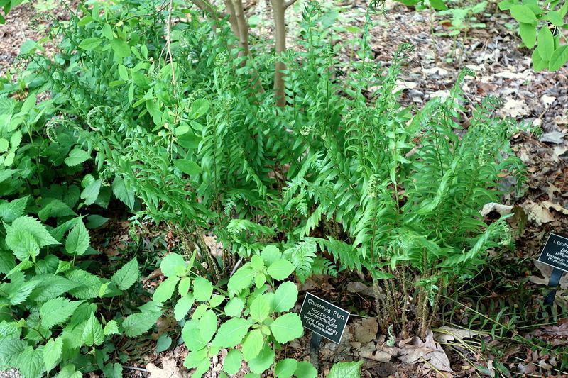 Christmas Fern
