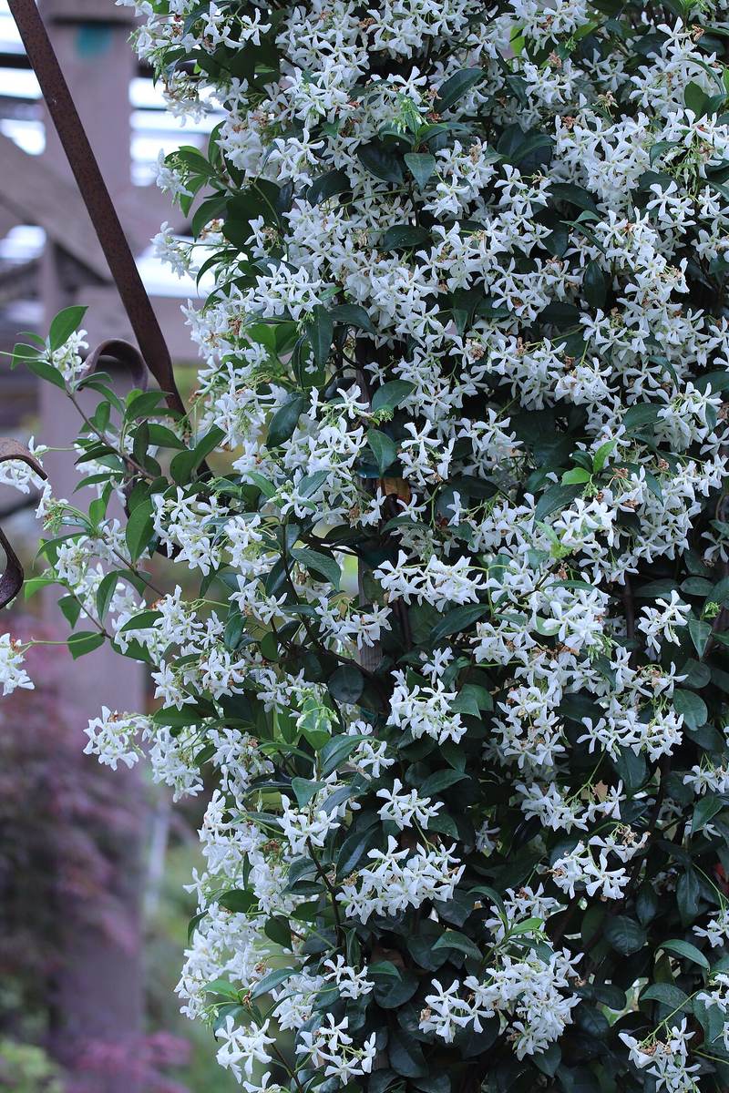 Confederate Jasmine (Star Jasmine)