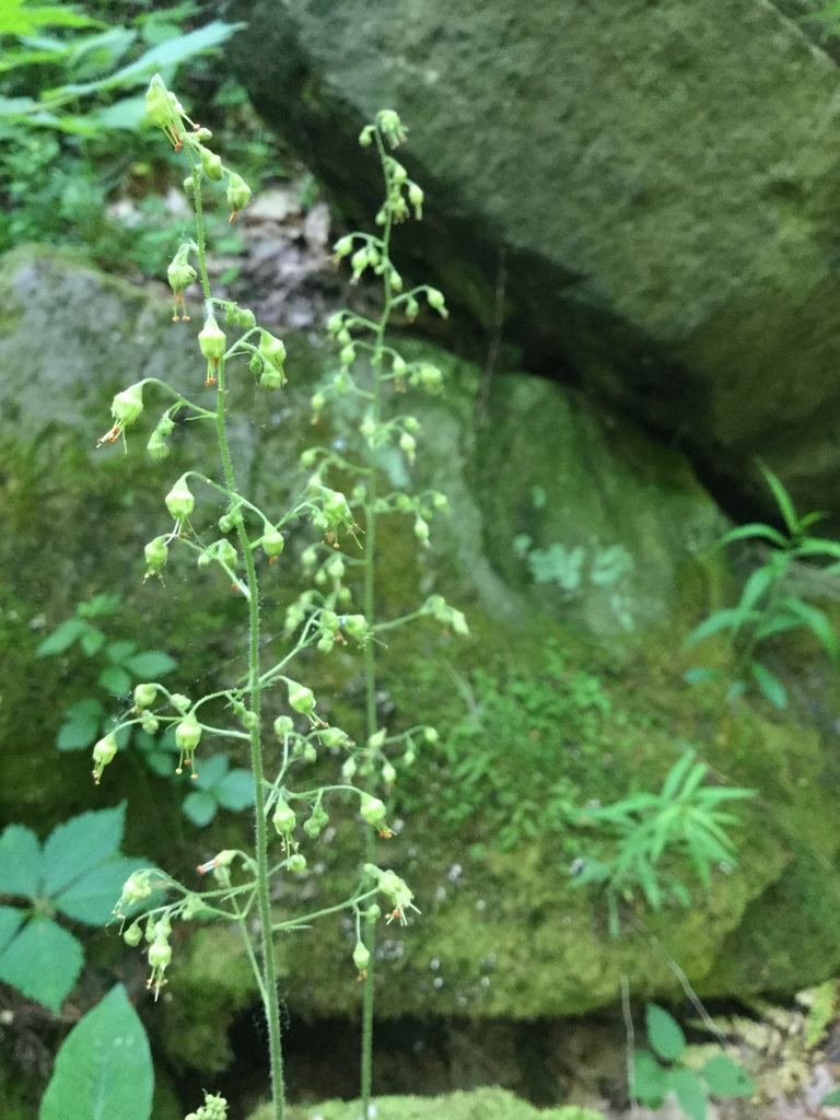 Coral Bells