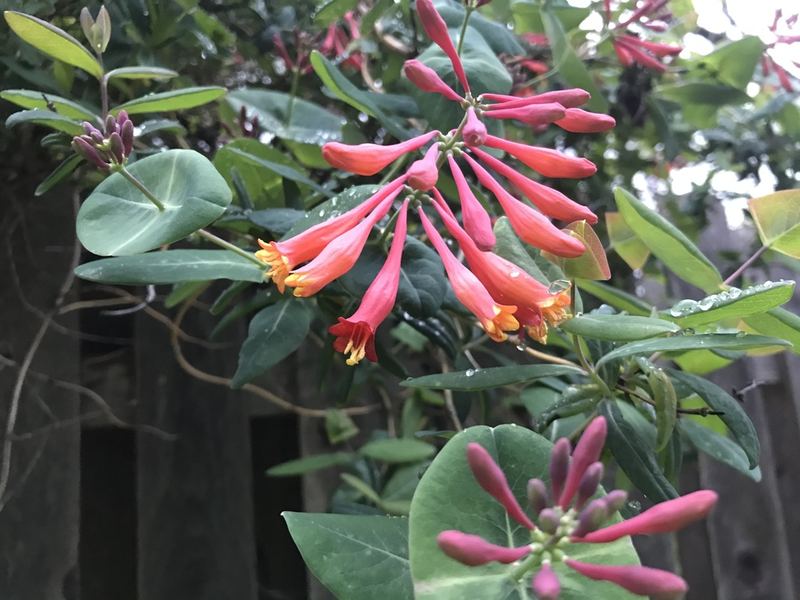 Coral Honeysuckle (Trumpet Honeysuckle)