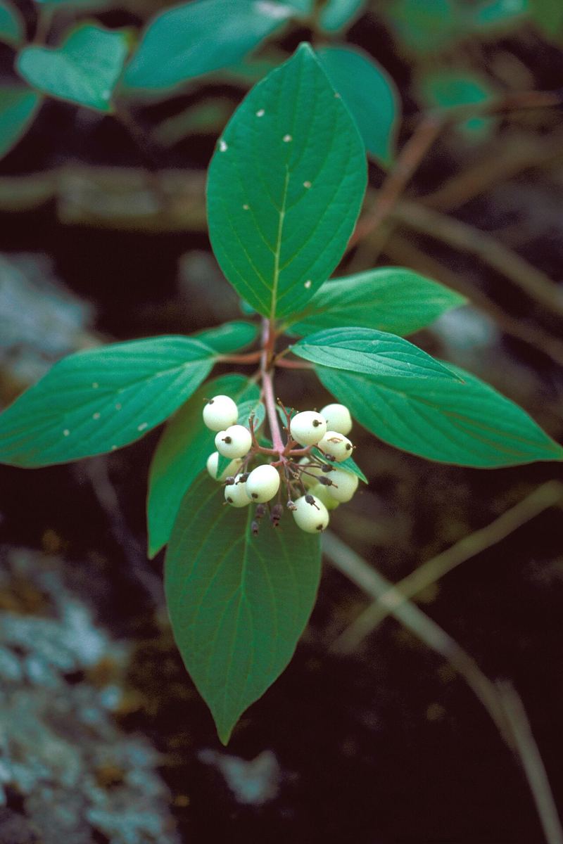 Red-Osier Dogwood
