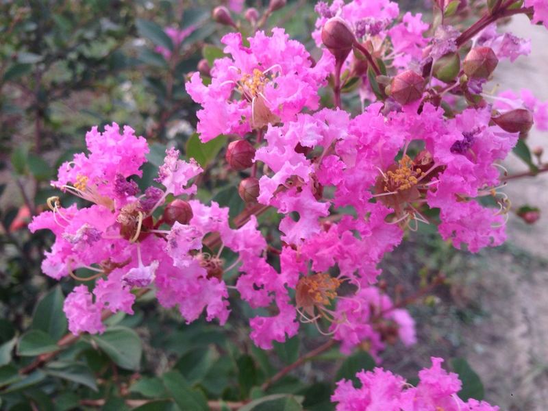 Crape Myrtle