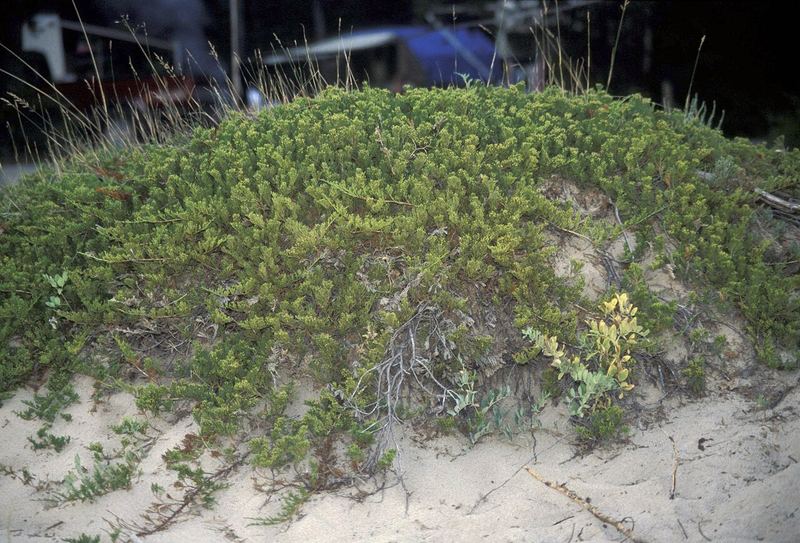 Creeping Juniper