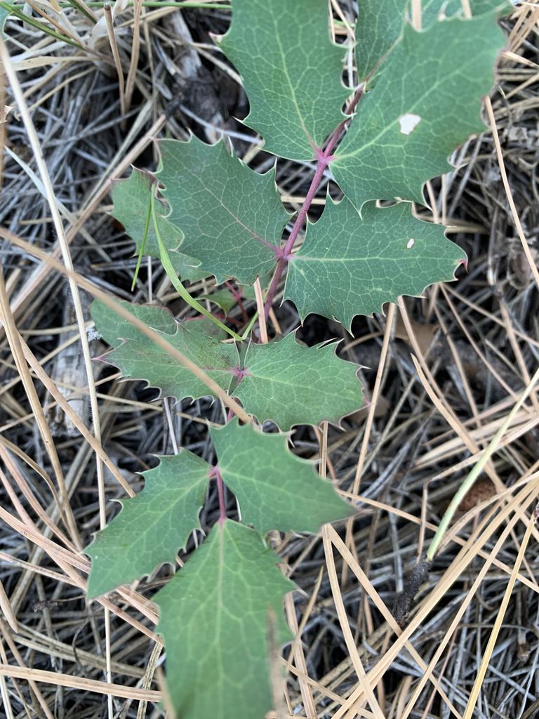 Creeping Oregon Grape