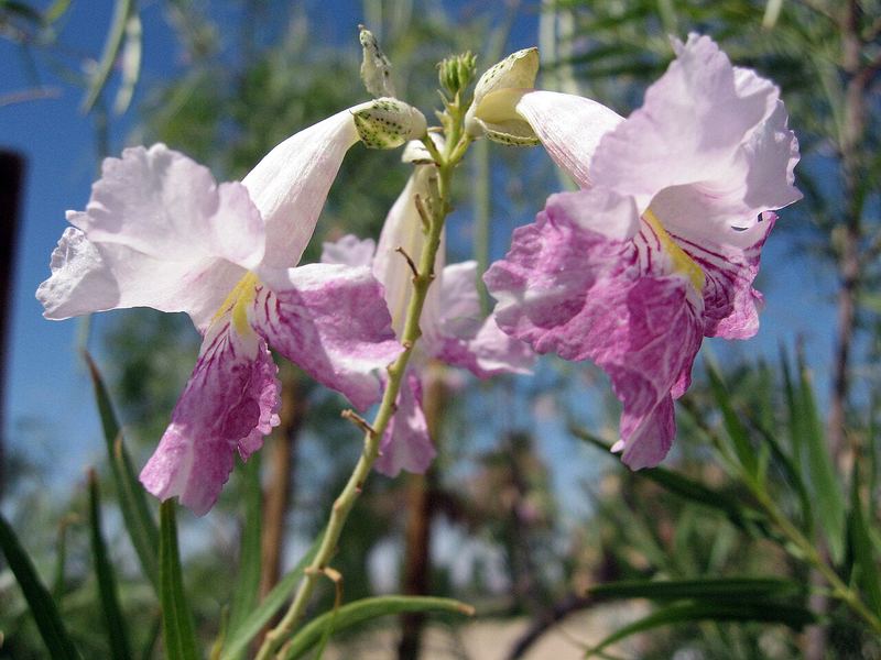 Desert Willow