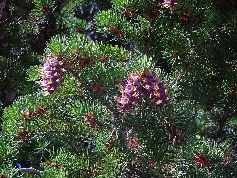Douglas Fir