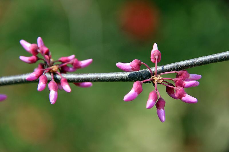 Eastern Redbud