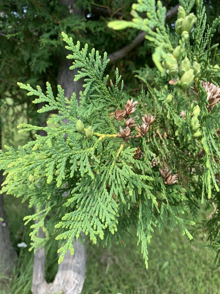 Emerald Green Arborvitae