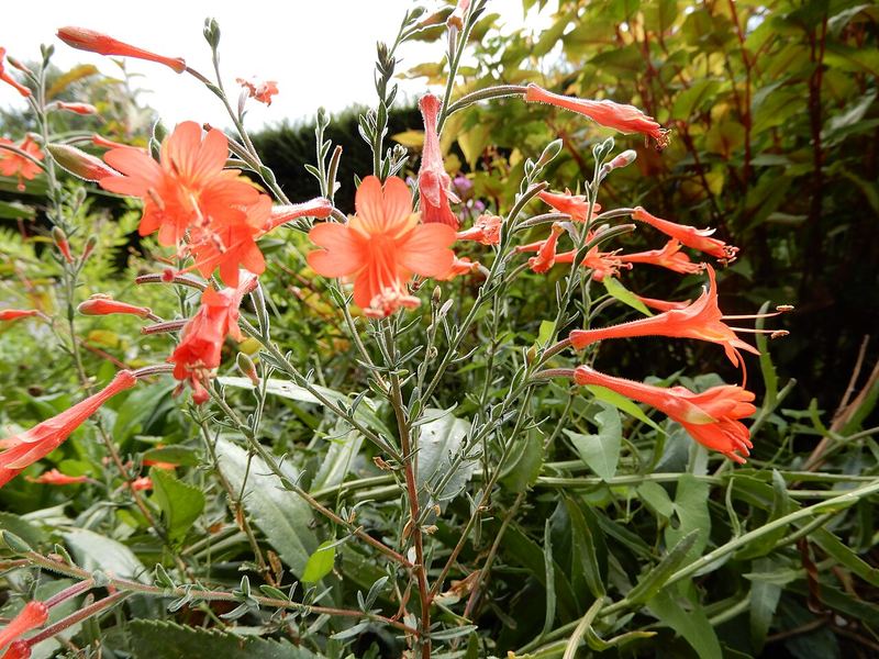 California Fuchsia