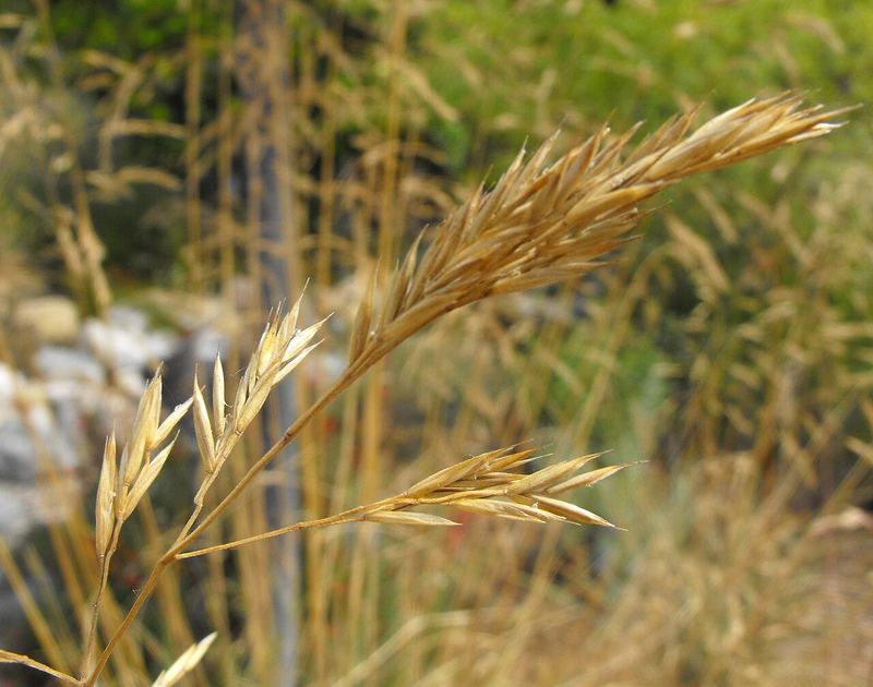 California Fescue