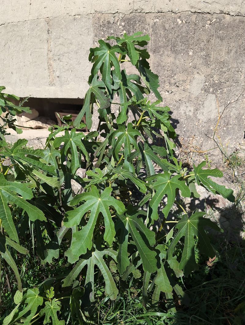 Fig