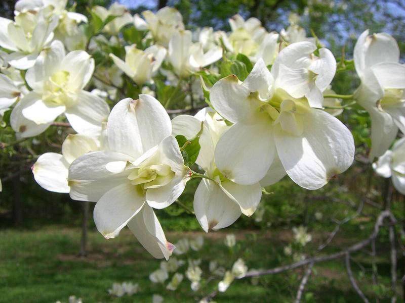 Flowering Dogwood