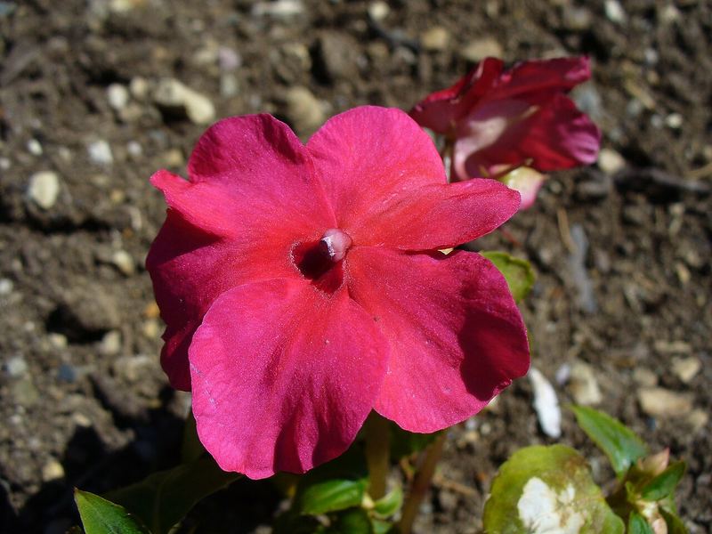 Impatiens