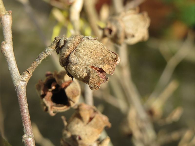 Common Witch Hazel