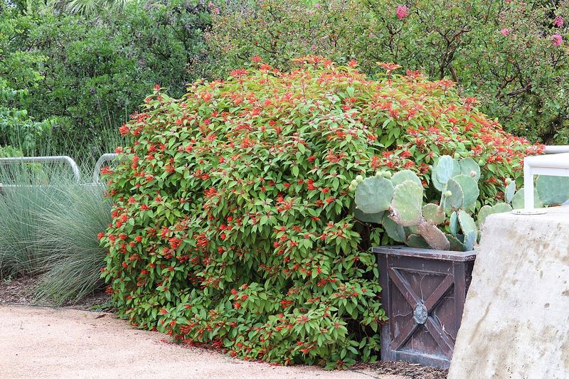 Firebush