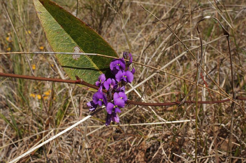 Purple Vine Lilac
