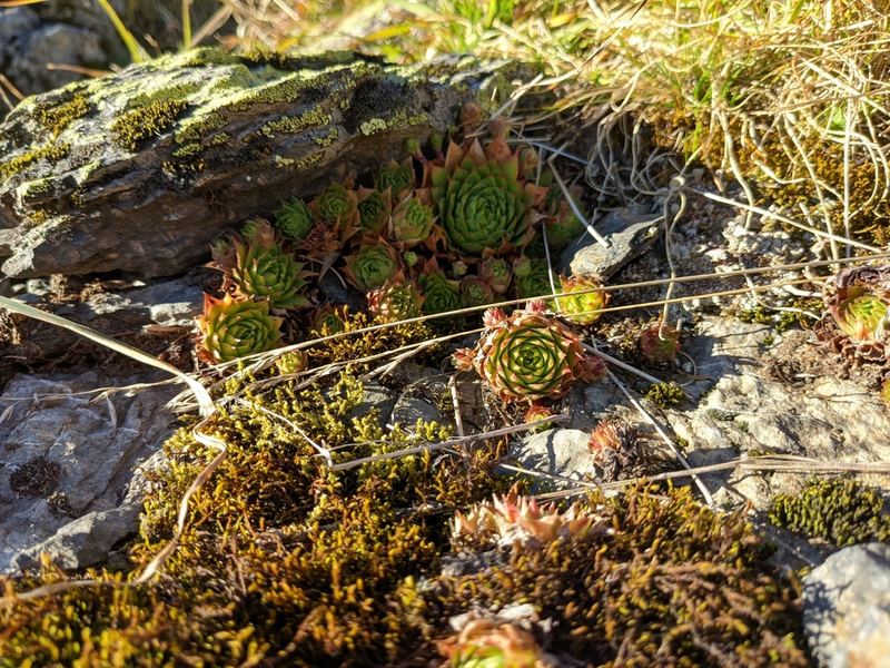 Hens and Chicks