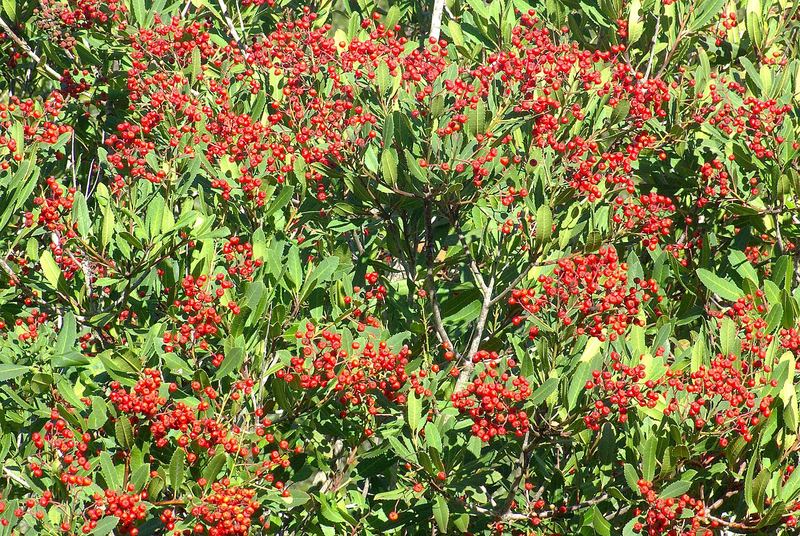 Toyon (Christmas Berry)