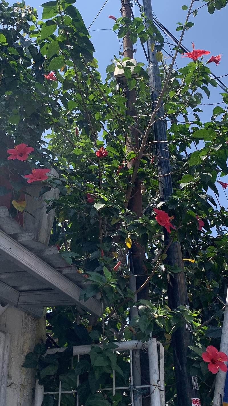 Tropical Hibiscus
