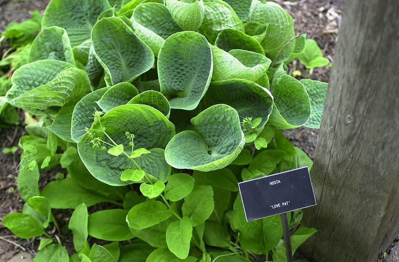 Hosta