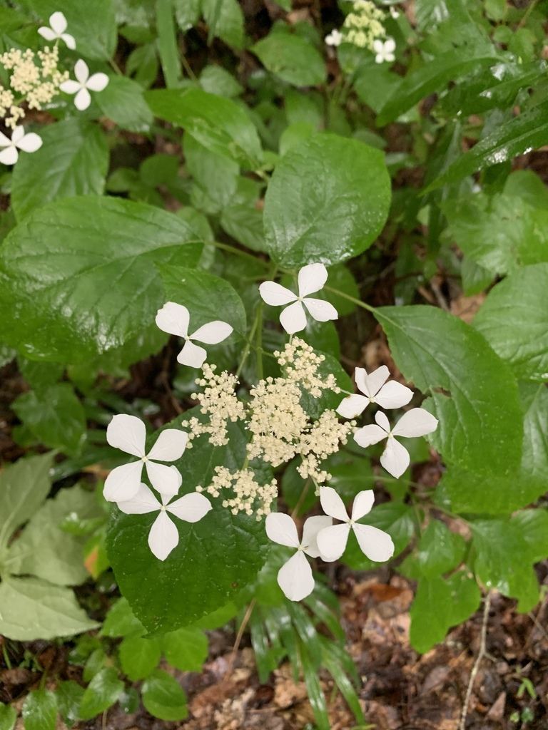 Smooth Hydrangea (Annabelle)