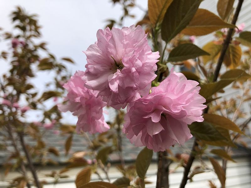 Kwanzan Flowering Cherry