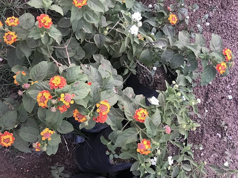 Lantana