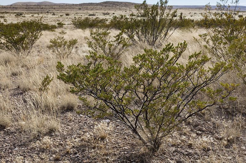 Creosote Bush