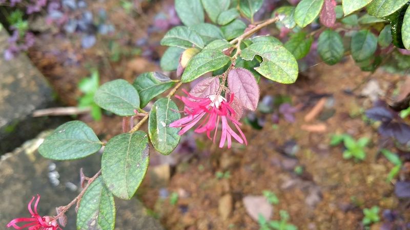 Chinese Fringe Flower (Loropetalum)