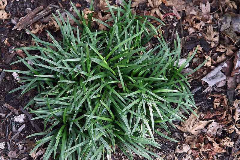 Dwarf Mondo Grass