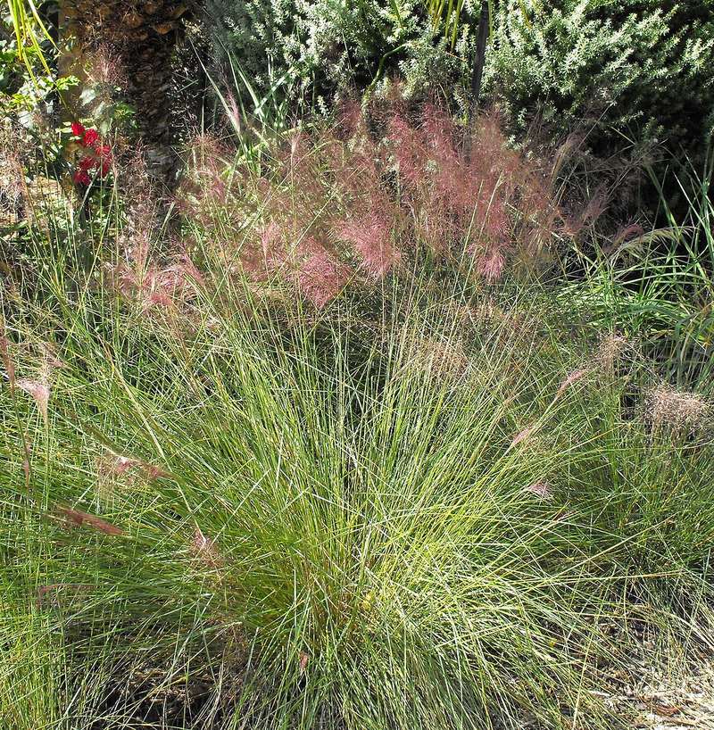 Pink Muhly Grass