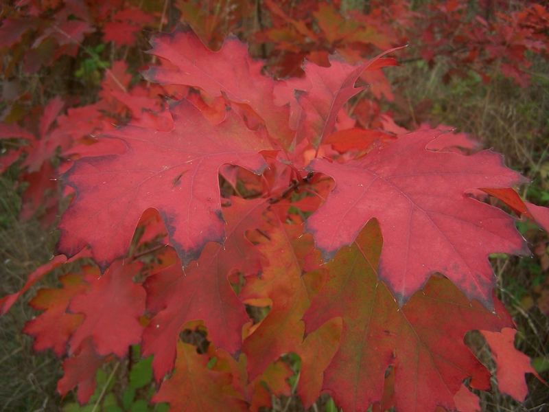 Northern Red Oak